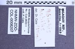 Etikette zu Abiphis nobilis (NHMW-ZOO-COL-0008207)